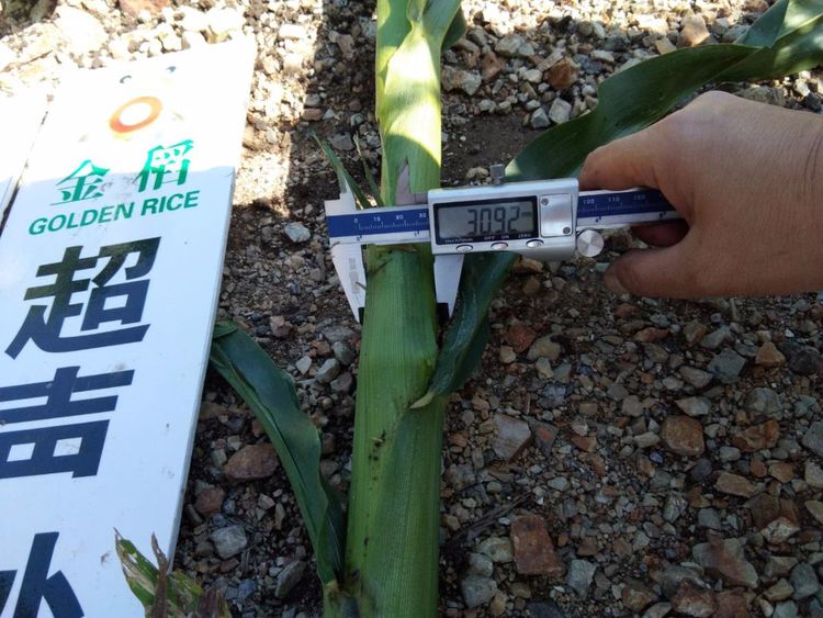 黑龍江雙鴨山市與佳木斯市的超聲波玉米、水稻種植田調查