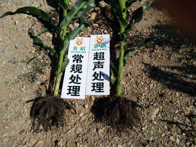 黑龍江雙鴨山市與佳木斯市的超聲波玉米、水稻種植田調查